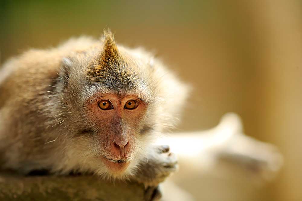 Crab-eating Macaque by Bret Charman
