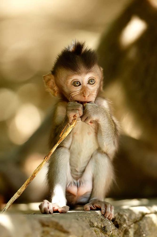 Baby Crab-eating Macaque by Bret Charman