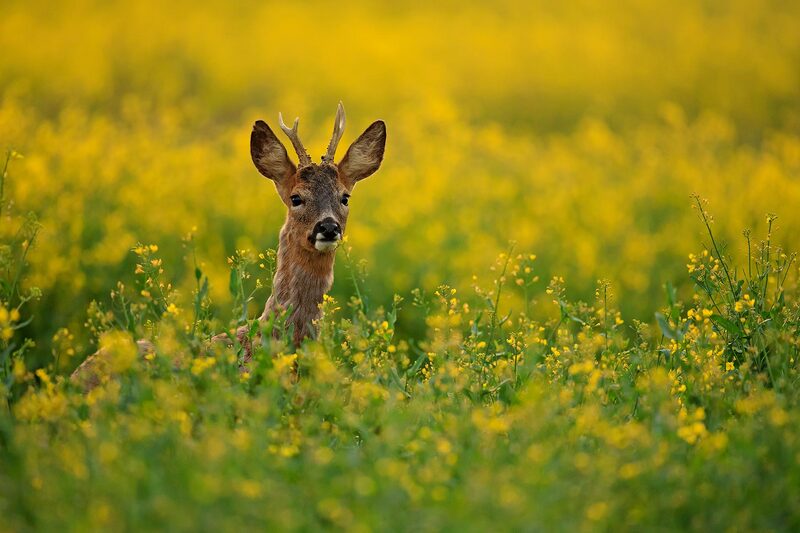 Roe deer in oil seed field, South Downs National Park by Bret Charman