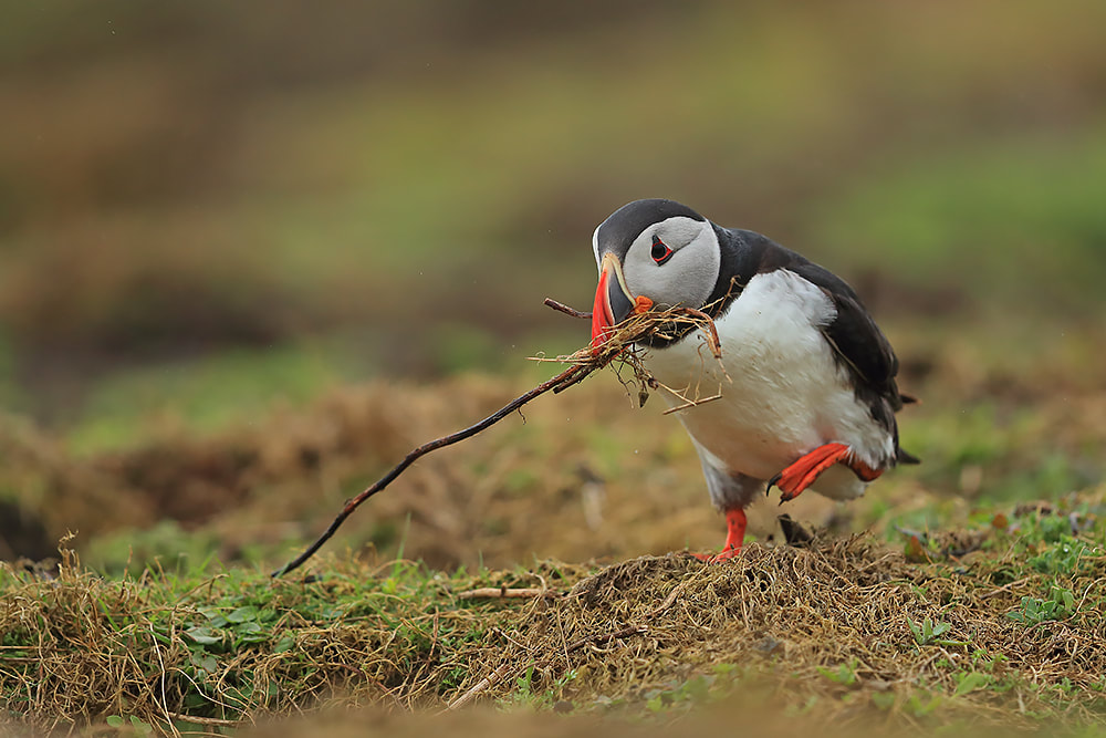 Puffin moving nesting material