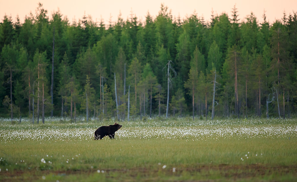 A bear wanders across a clearing in Finland's boreal forests