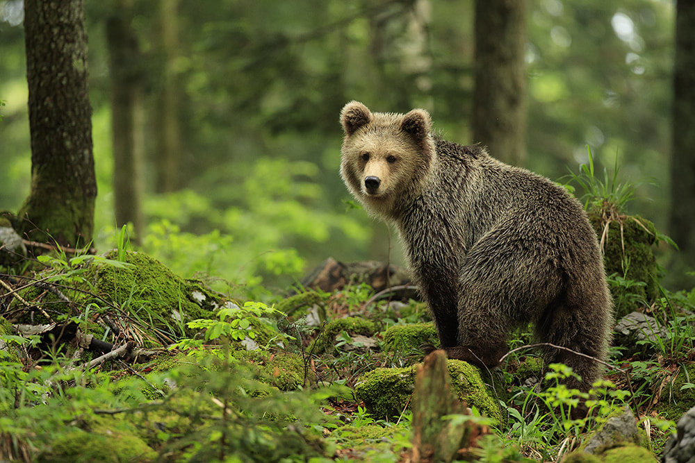 Brown bear in the forest of Slovenia