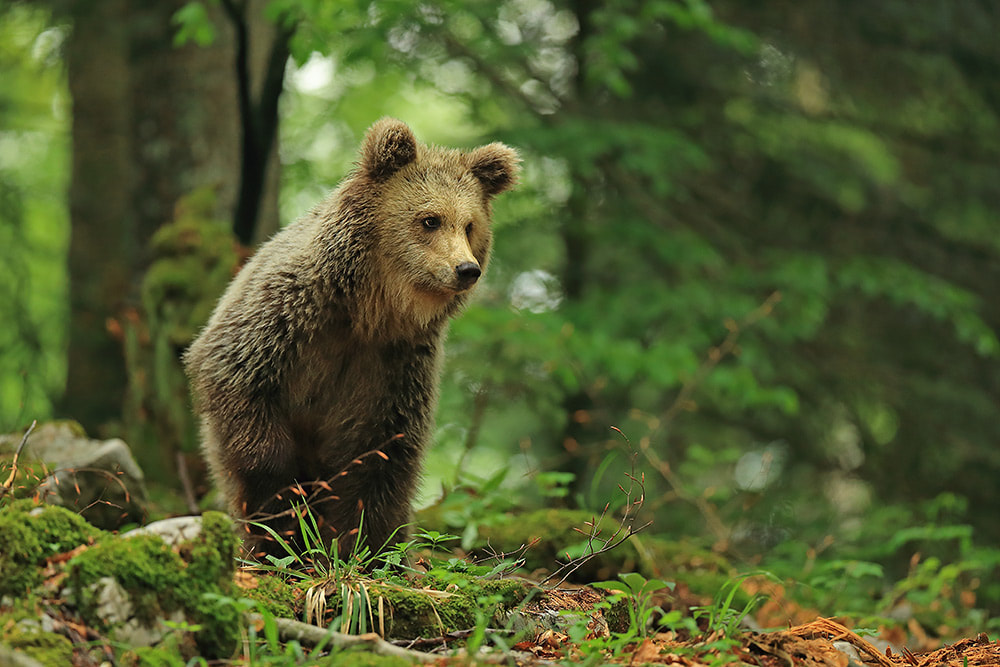 Standing brown bear in Slovenian forest