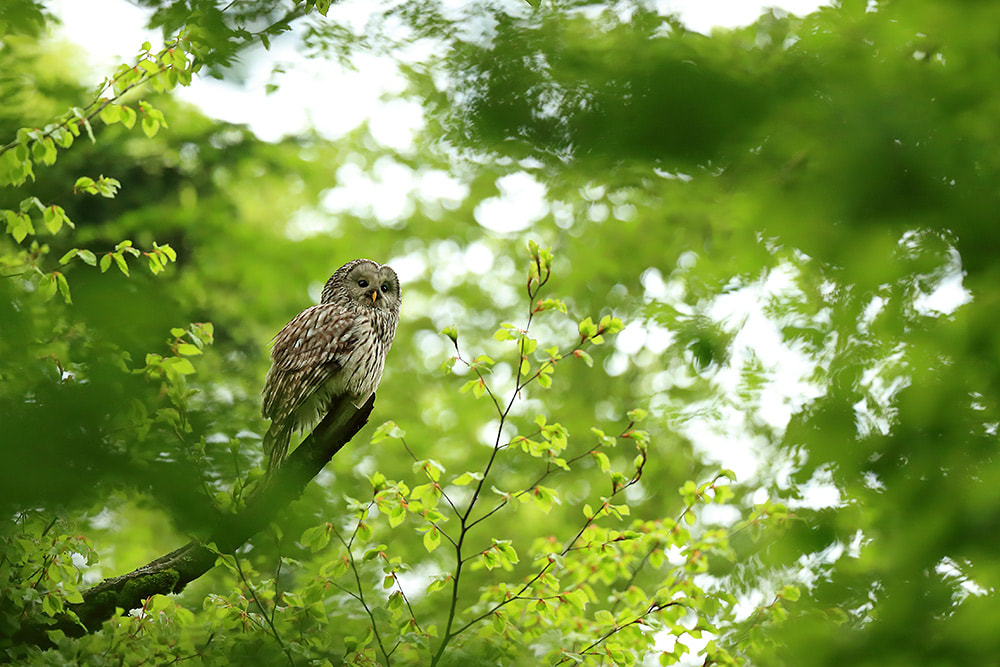 Ural owl in a beech forest in Slovenia