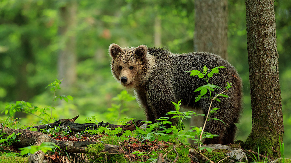 Brown bear in the trees