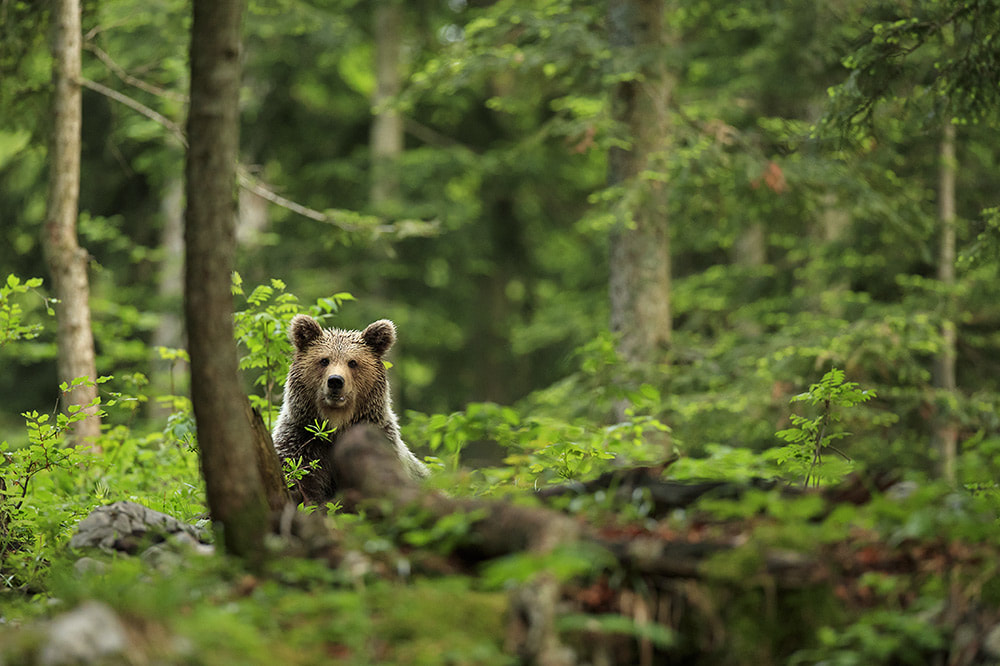 Brown bear in Slovenia's forest landscape