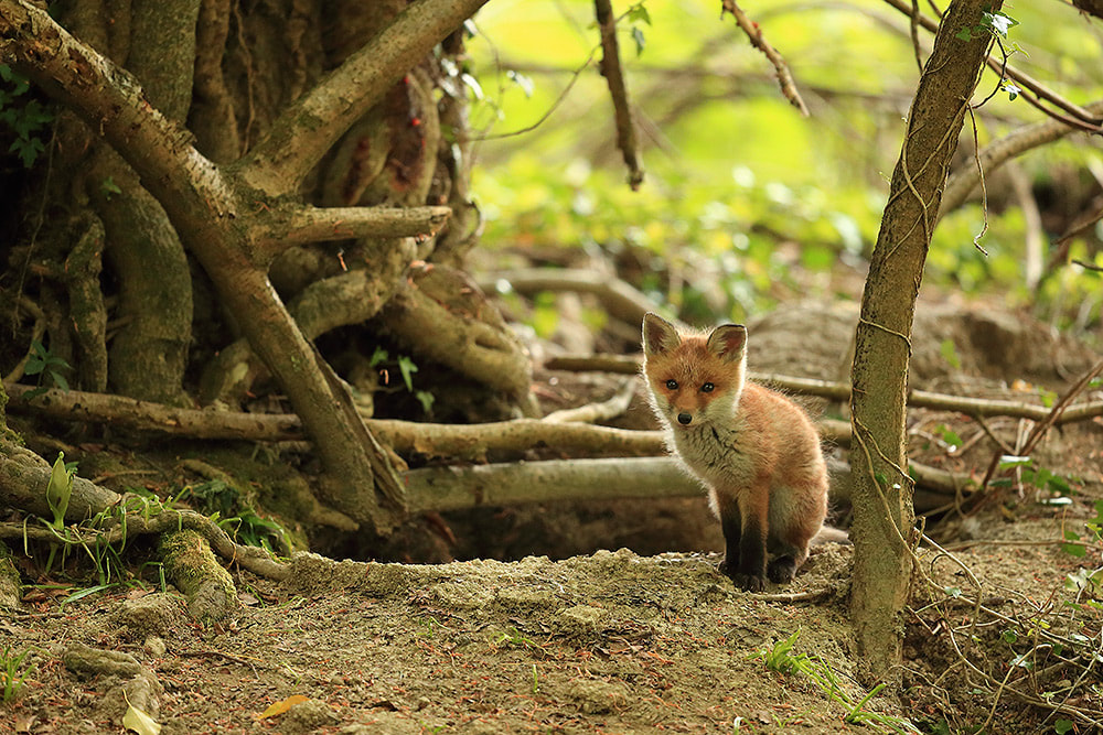 Red fox cub by earth, Hampshire, UK