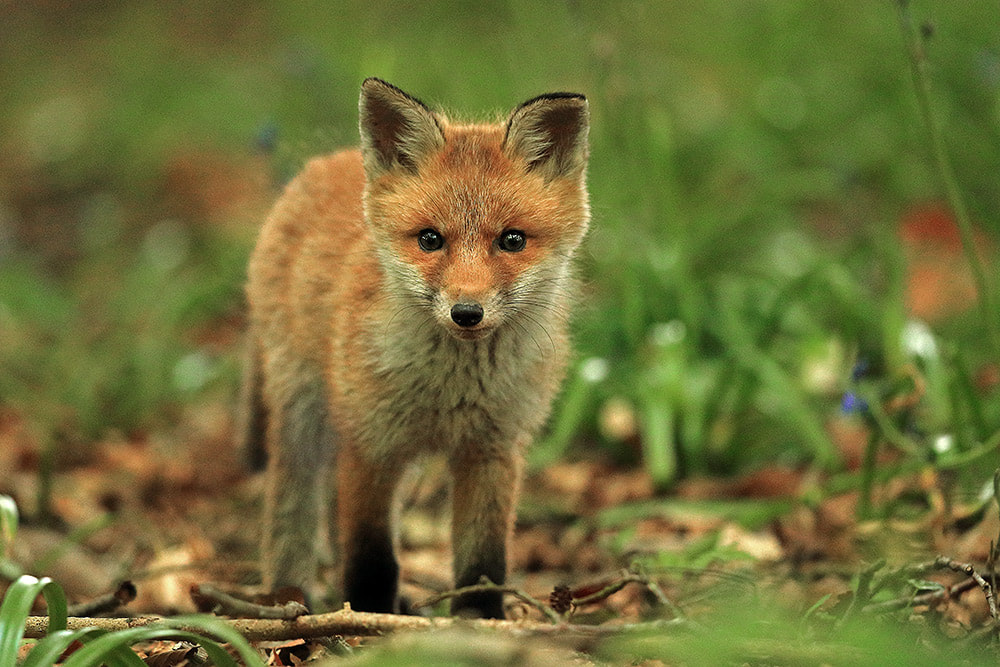 Red fox cub portrait, South Downs National Park, UK