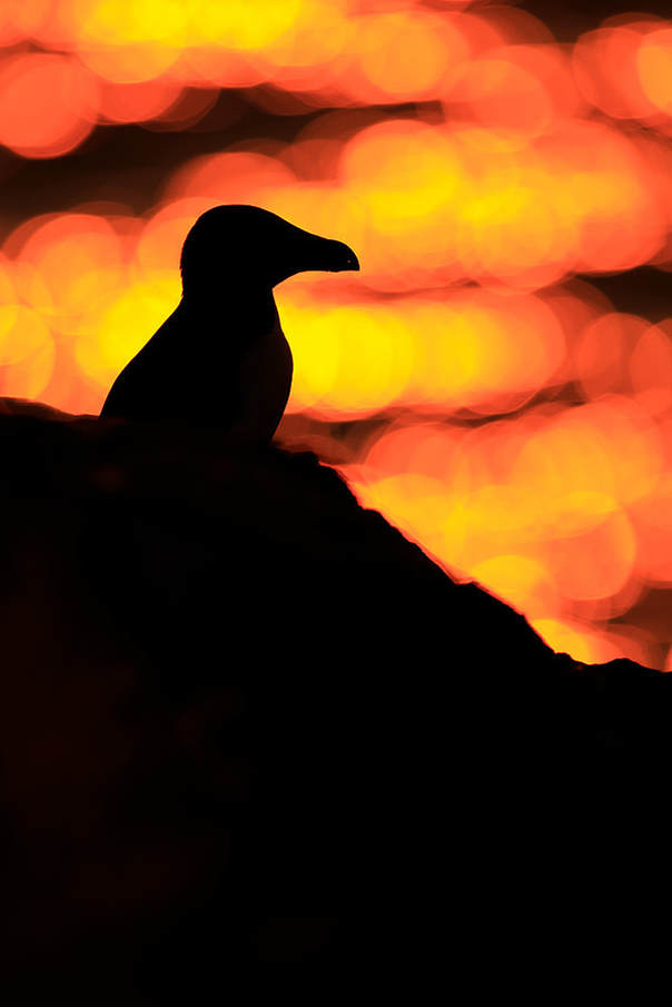 Backlit razorbill as the sunrise illuminates the sea off Skomer Island