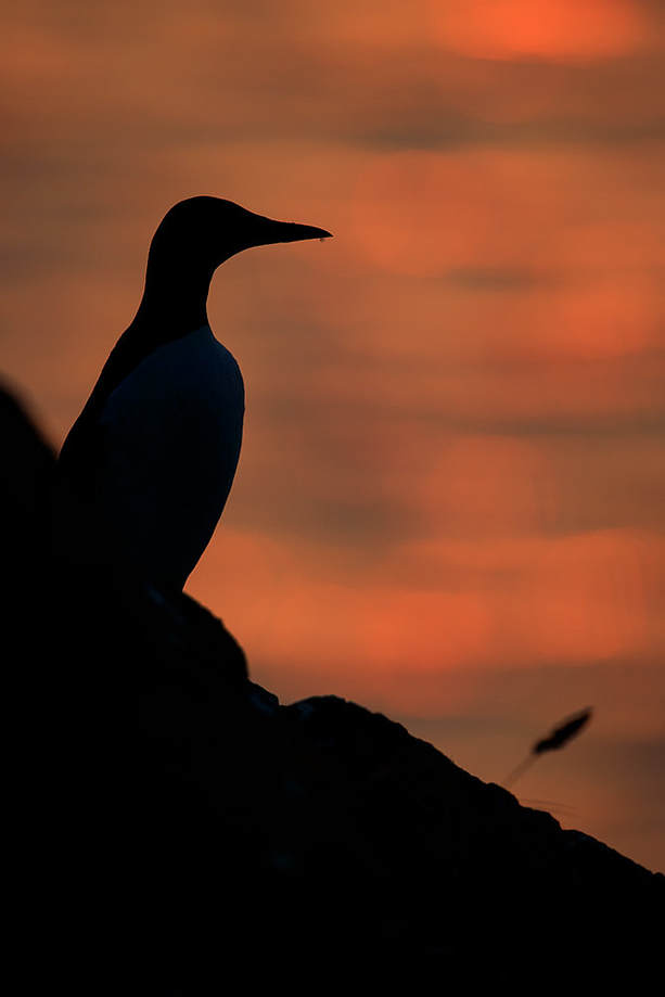 Guillemot silhouette with the run rise behind
