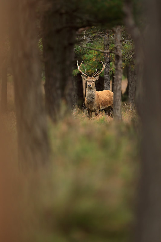 PictureRed deer stag in pines, New Forest National Park by Bret Charman