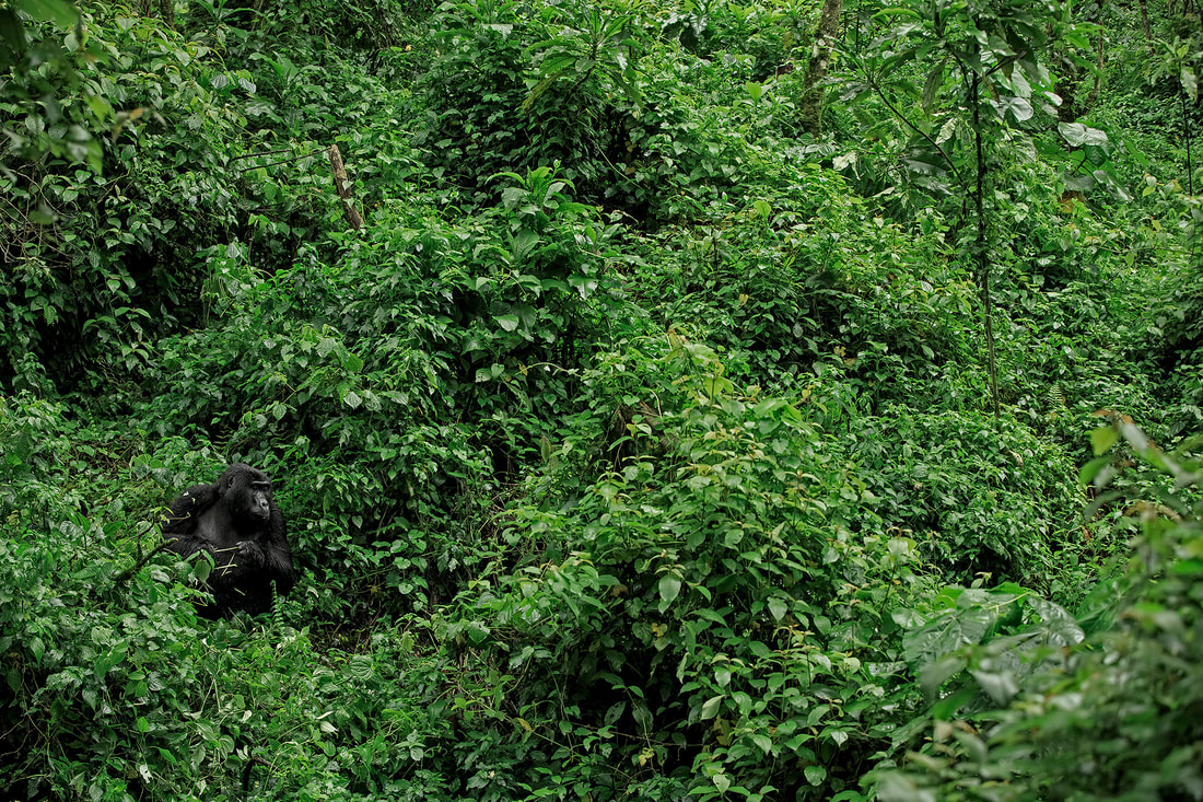 Mountain gorilla in lush habitat, Bwindi Impenetrable Forest, Uganda by Bret Charman
