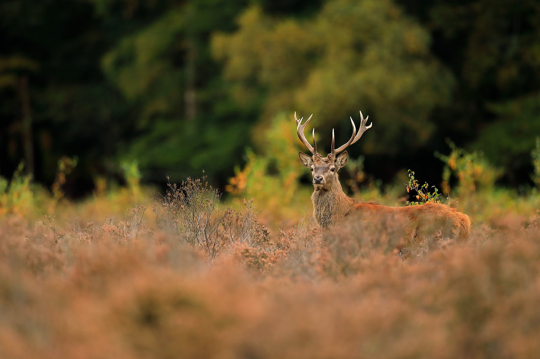 Red deer stag, New Forest National Park by Bret Charman