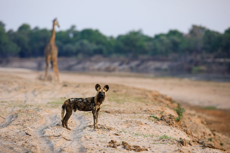 African wild dog with Thornicroft giraffe in background, South Luangwa National Park by Bret Charman