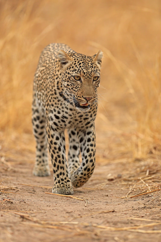 Female leopard, South Luangwa National Park by Bret Charman