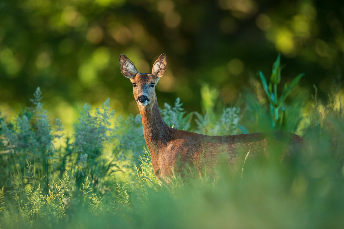 Roe deer female in spring grasses, Hampshire (Bret Charman)