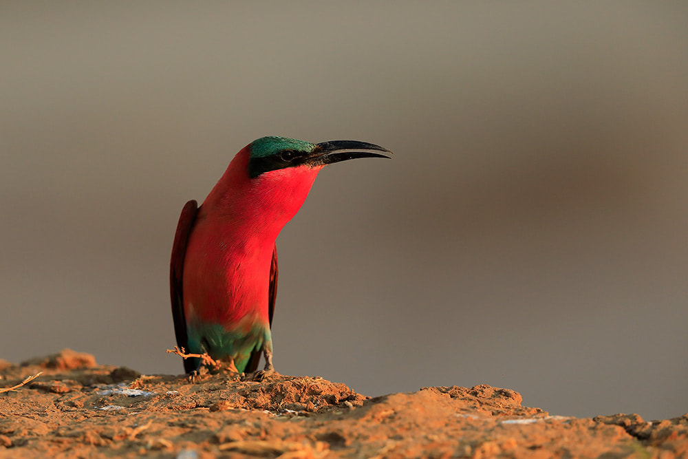Southern carmine bee-eater, South Luangwa National Park, Zambia (Bret Charman)