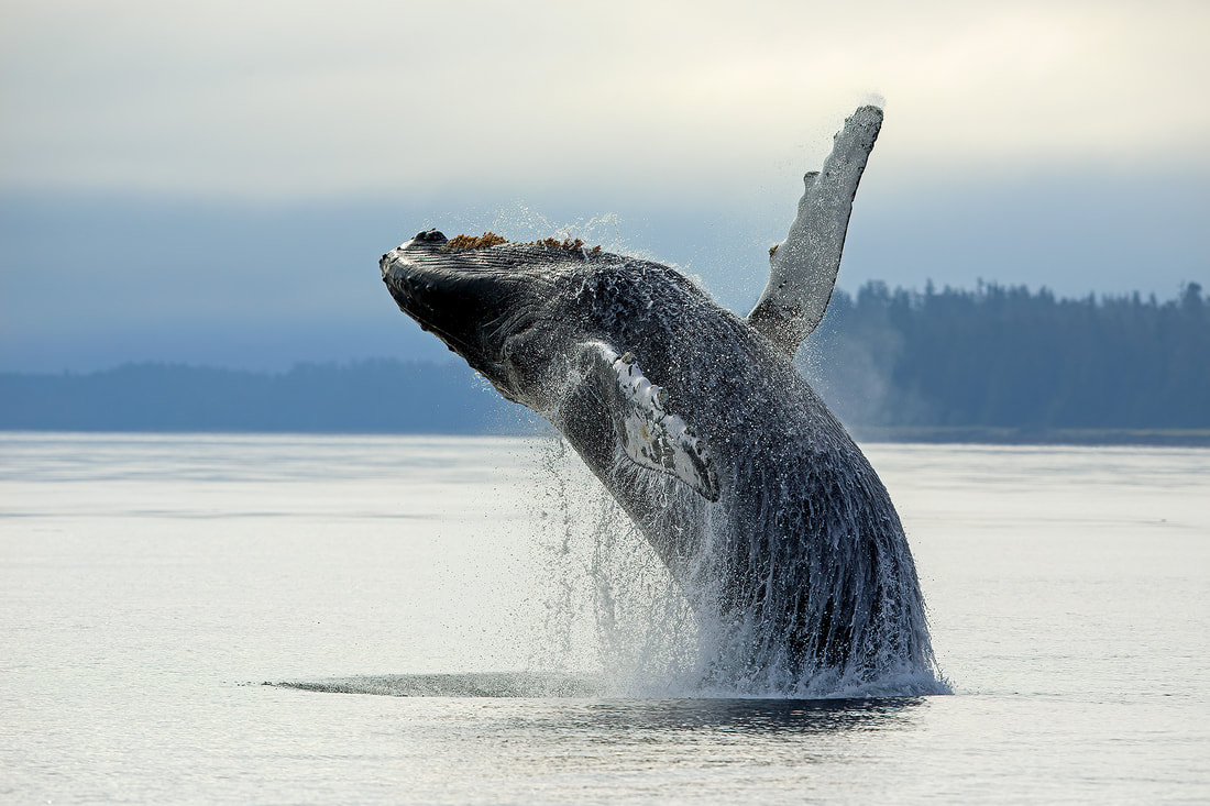 Breaching humpback whale, Alaska by Bret Charman