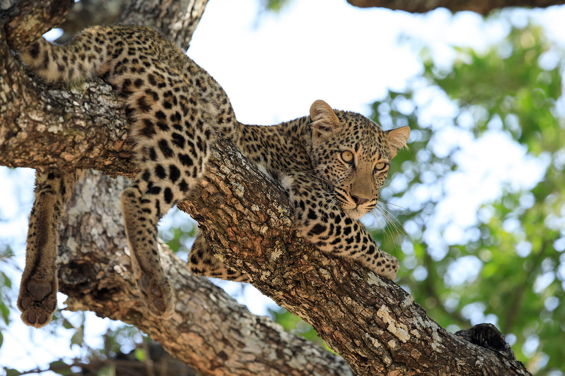 Young leopard in a tree, South Luangwa National Park by Bret Charman