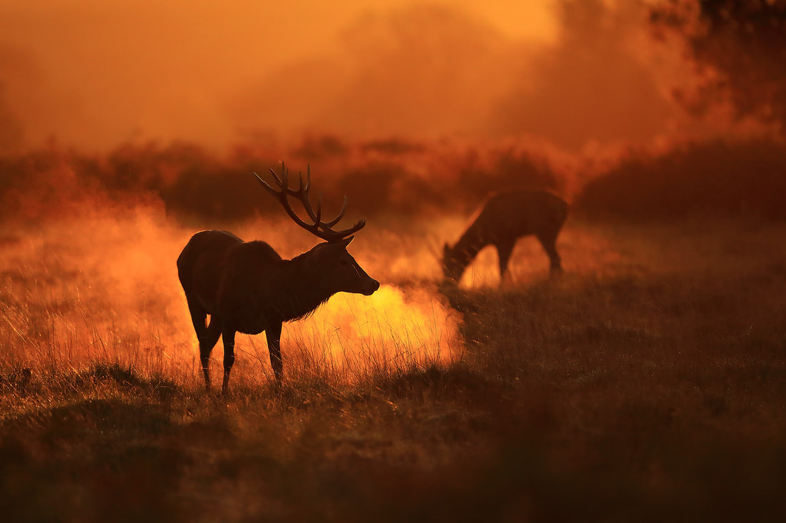 Red deer steaming at sun rise, Richmond parknd