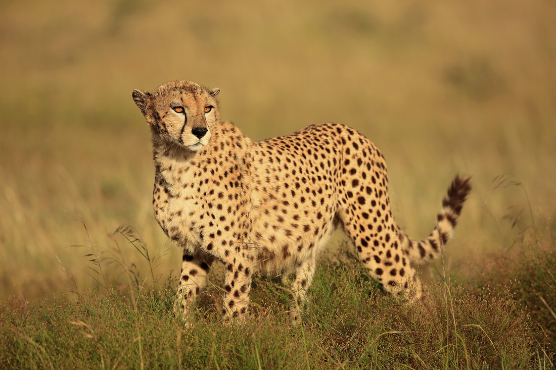 Cheetah by Bret Charman