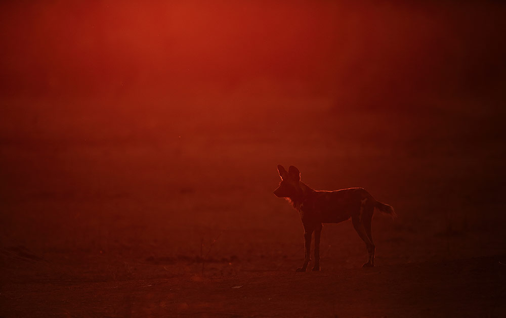 Wild dog sunrise, Mana Pools NP, Zimbabwe
