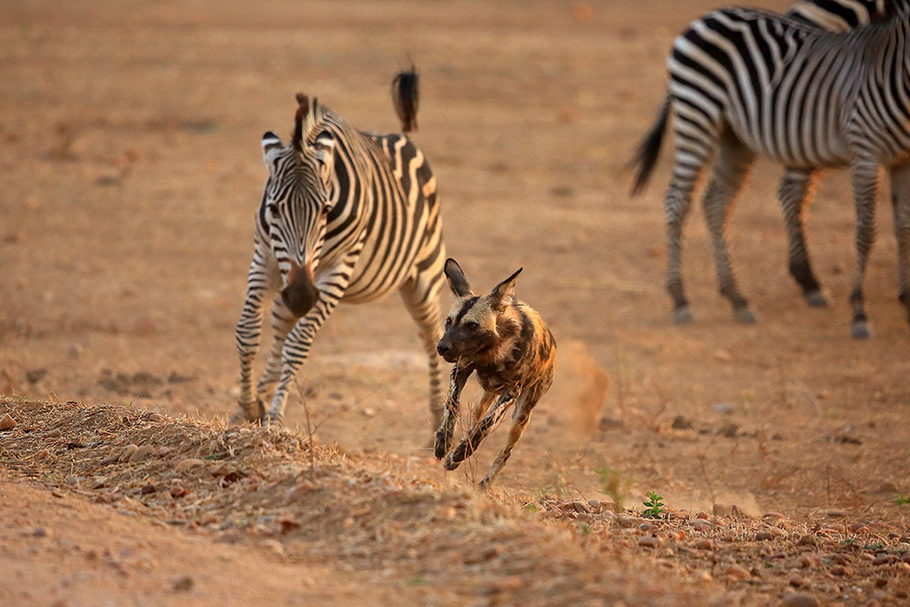 Zebra chasing off a curious painted wolf, Mana Pools NP, Zimbabwe