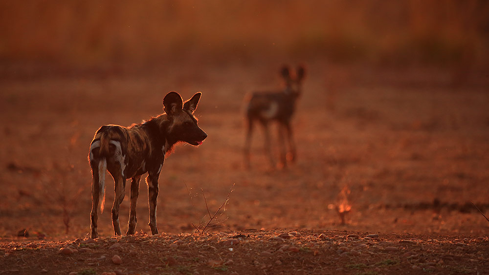 African wild dogs at sunrise in Mana Pools NP