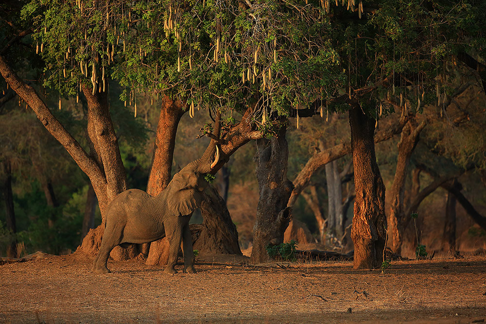 Bull elephant feeding on sausage tree, Mana Pools NP