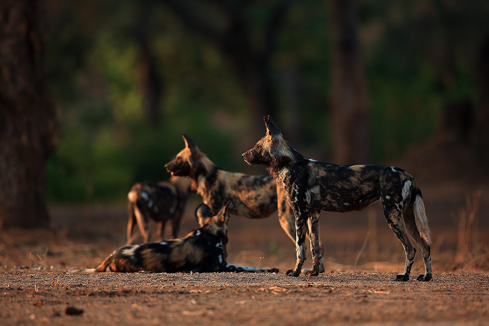 Painted wolves of Mana Pools NP, Zimbabwe