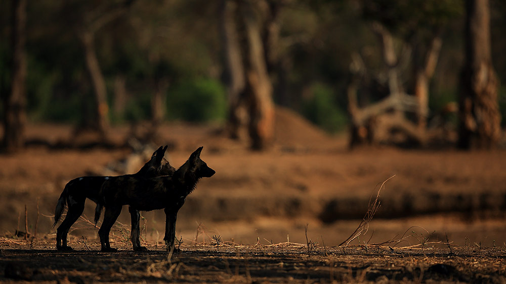 Wild dogs in the shade of a tree, Mana Pools NP