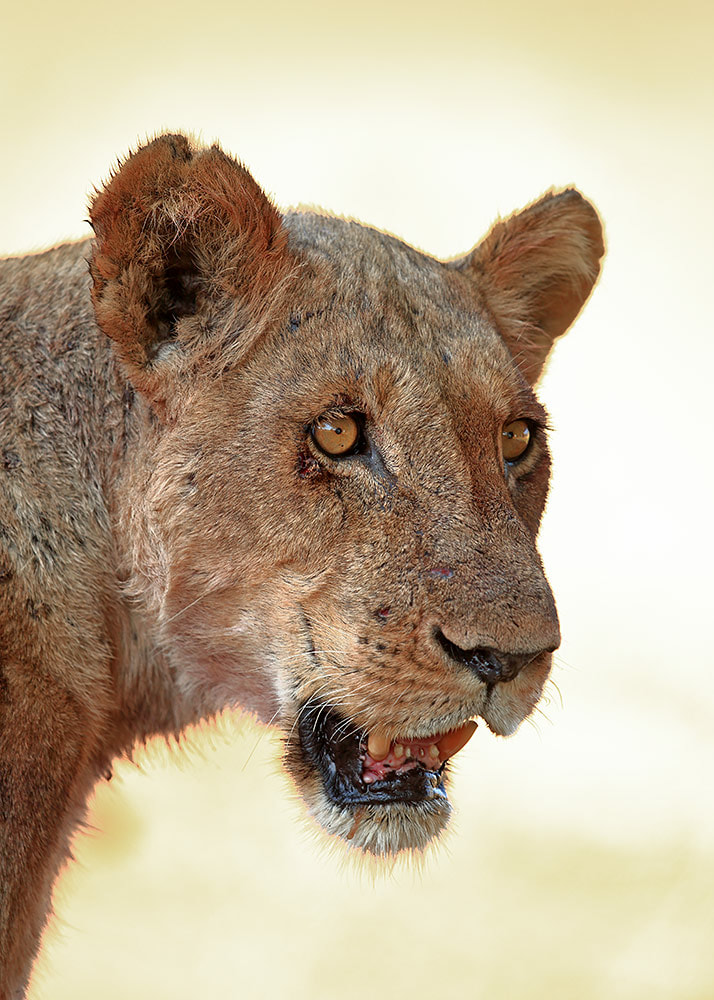 Lioness in Mana Pools NP