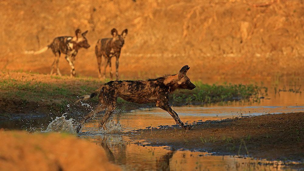 Wild dog running through water in Mana Pools NP, Zimbabwe