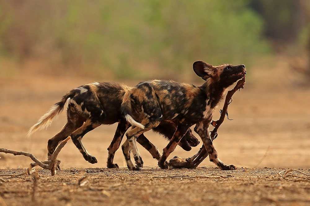 Painted wolf puppies play with the carcass of an unborn impala fawn (Bret Charman)