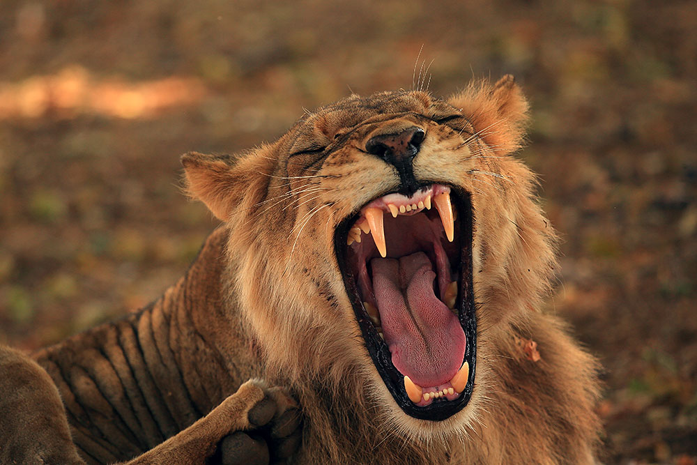 Young male lion, Zimbabwe's Mana Pools National Park (Bret Charman)