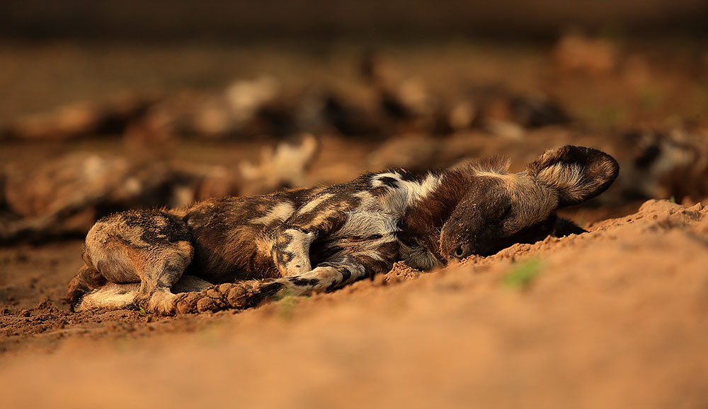 Painted wolf fast asleep, Mana Pools National Park (Bret Charman)