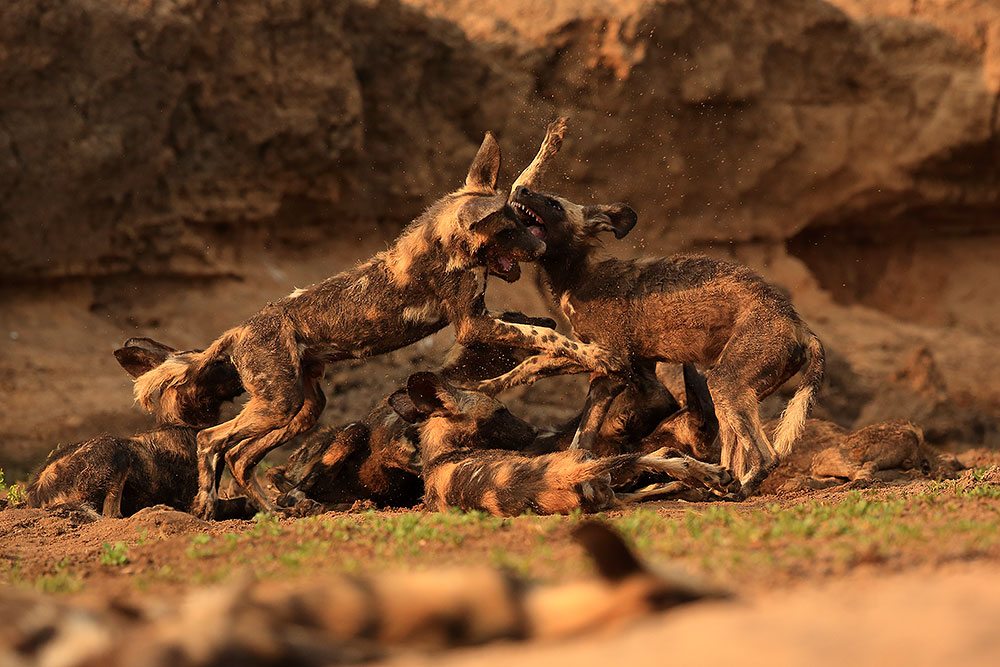 Playing painted wolf puppies, Mana Pools National Park (Bret Charman)