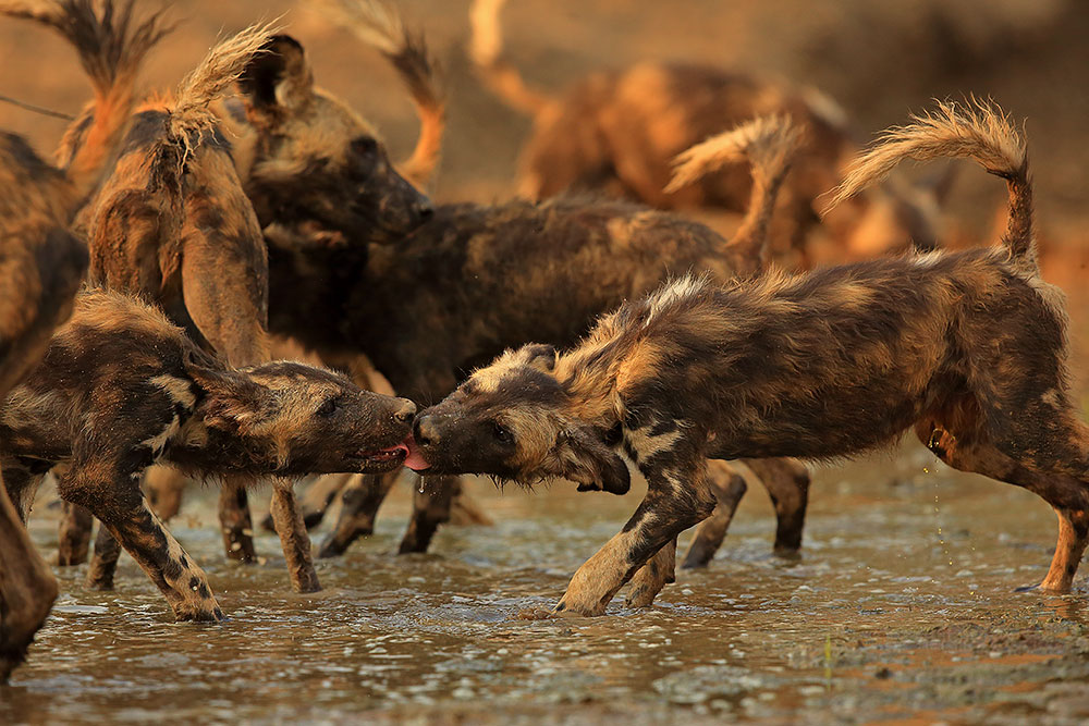 African wild dog puppies greet each other in shallow pool, Mana Pools National Park, Zimbabwe (Bret Charman) 