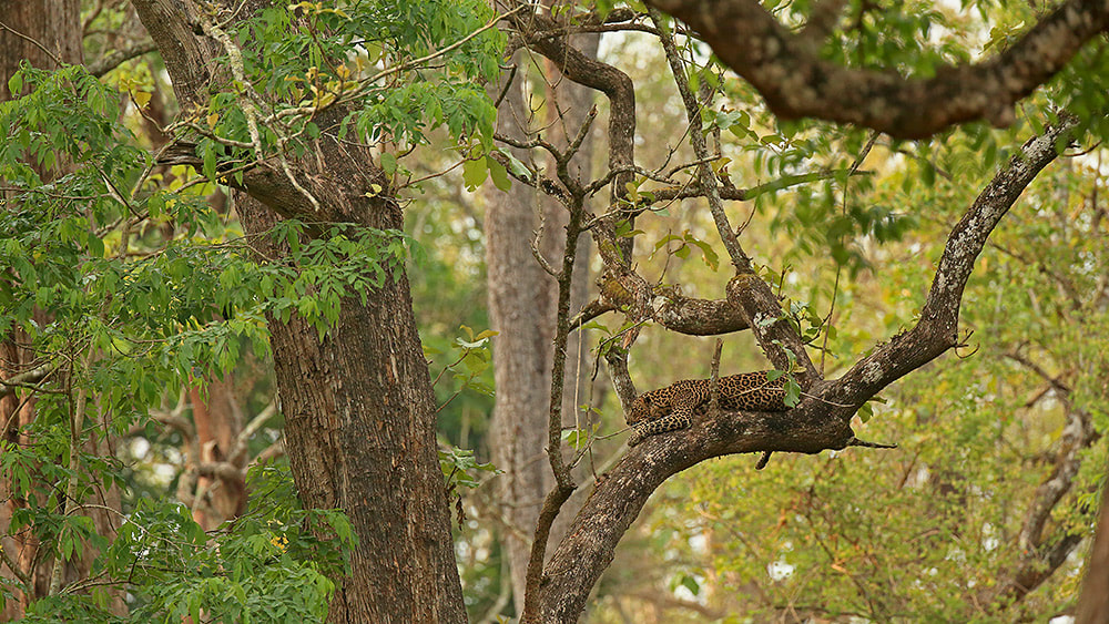 A sleeping leopard in Nagarhole National Park, India