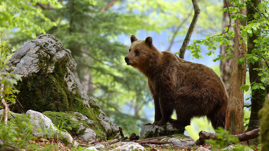 Brown bear, Slovenia (Bret Charman)