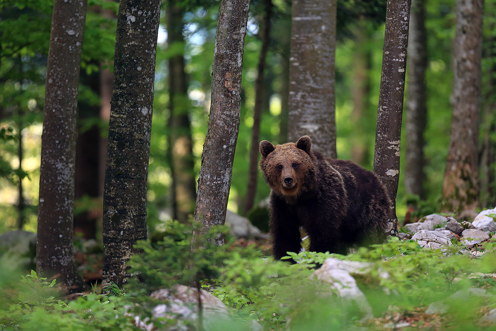 Brown bear in the forest, Slovenia (Bret Charman)