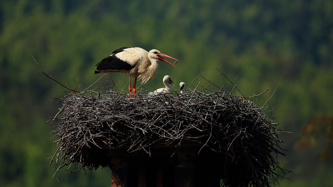 White stork on nest with chicks, Slovenia (Bret Charman)