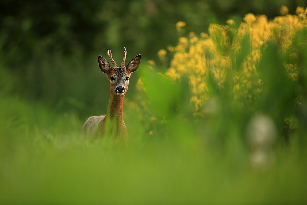 Roe deer buck, Hampshire, South Downs National Park (Bret Charman)