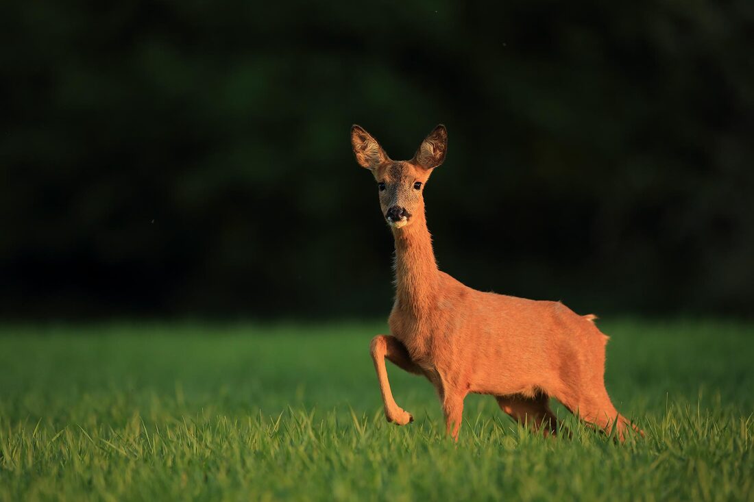 Roe deer, Hampshire, South Downs National Park (Bret Charman)