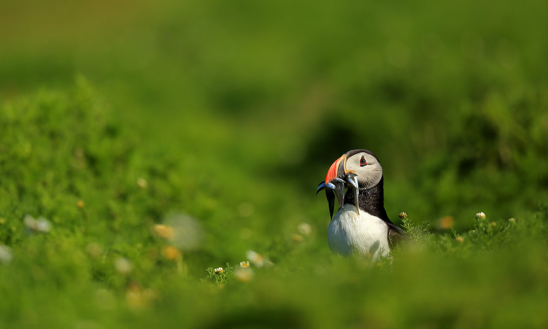 Puffin by Bret Charman