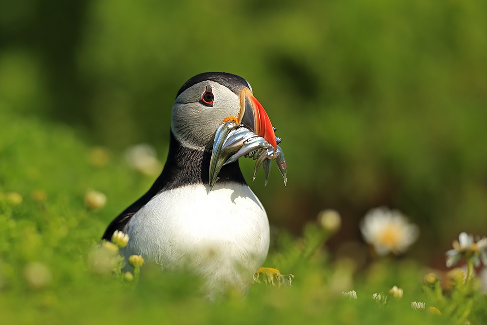 Puffin with a beak full of sand eels - Bret Charman