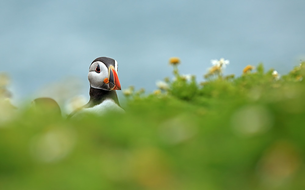Puffin in wild flowers by Bret Charman