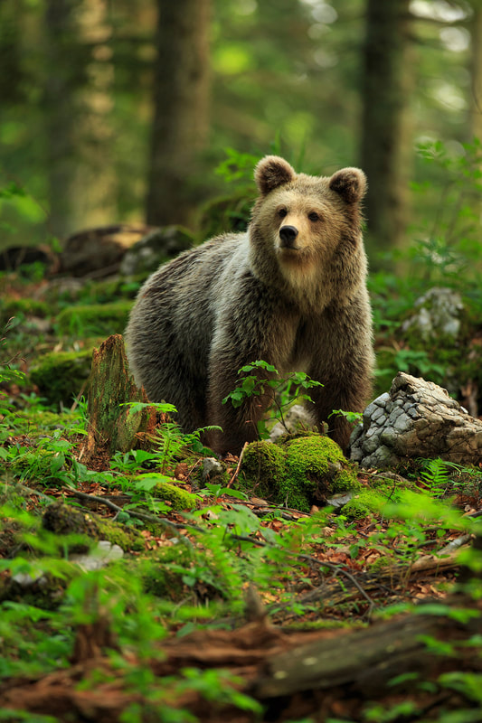 Portrait of a brown bear in Slovenia