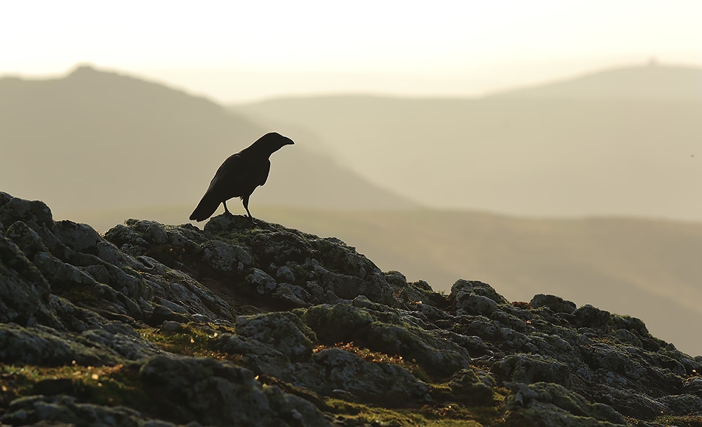 Raven on the cliffs of Skomer Island - Bret Charman