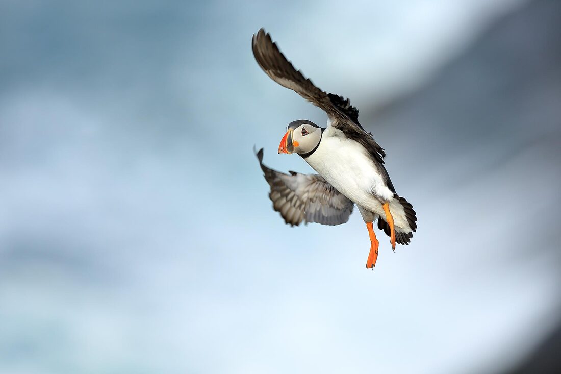 Puffin flying over the sea - Bret Charman
